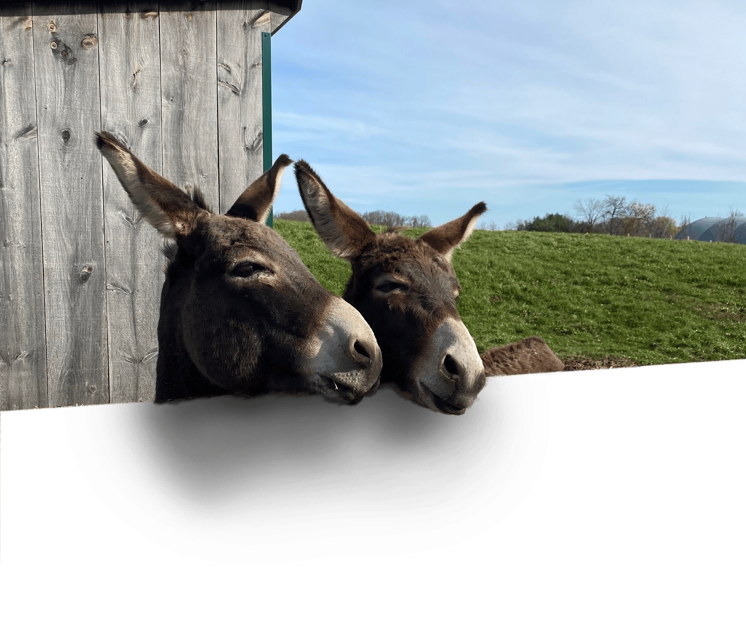 Home - The Donkey Sanctuary of Canada