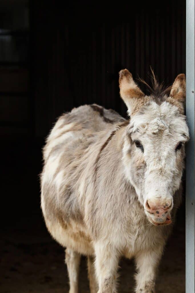 Photo of a donkey named Carmen at the Donkey Sanctuary of Canada.