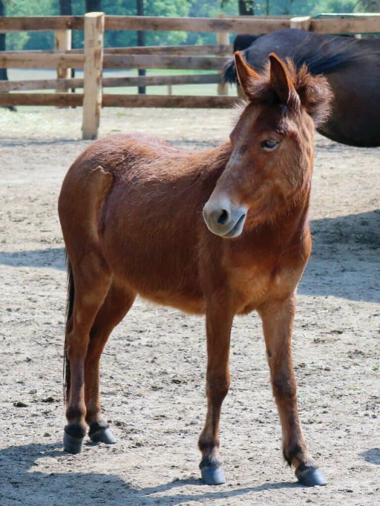 A photo of a mule named Rowan in a paddock at the Donkey Sanctuary of Canada.