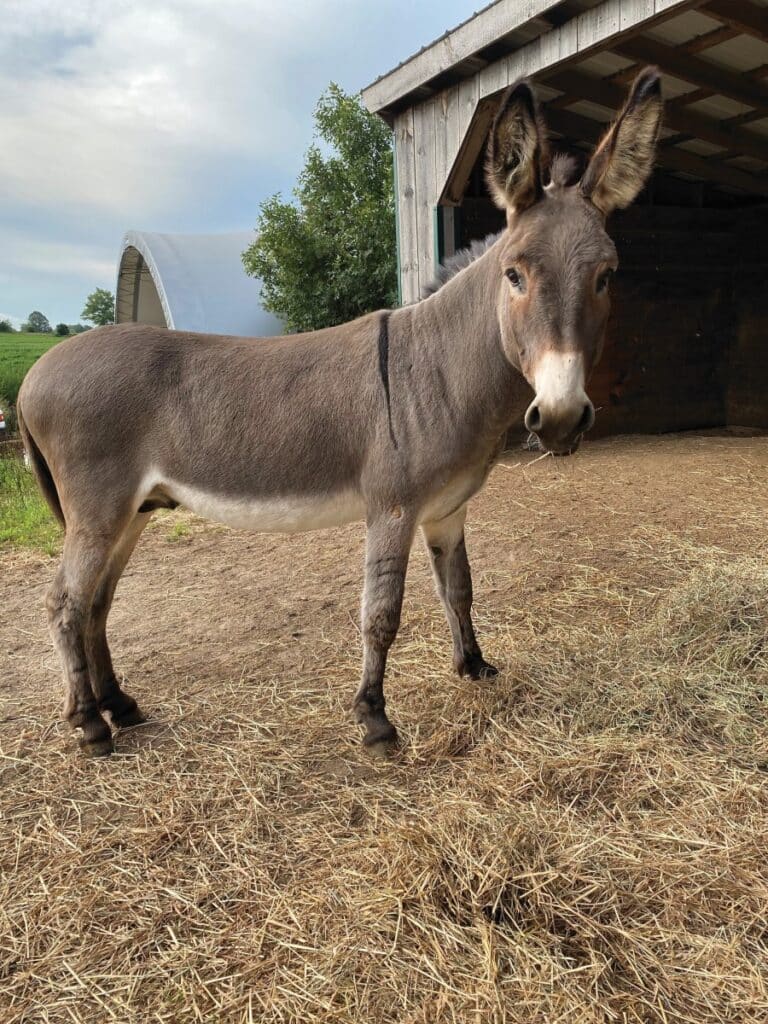 Photo of a donkey named Zeb at the Donkey Sanctuary of Canada.