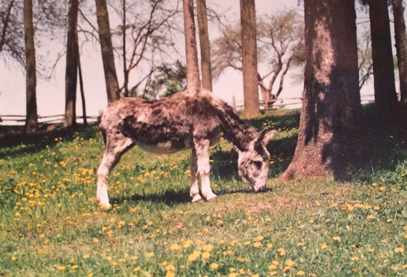 A photo of a donkey named Alice, one of the first donkeys at the Donkey Sanctuary of Canada.