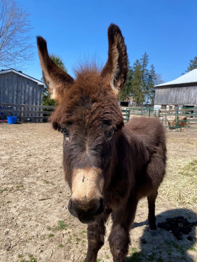 A photo of a young donkey named Caesar standing in a paddock at the Donkey Sanctuary of Canada.