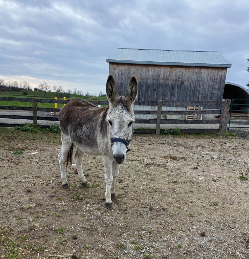 A photo of a donkey named Aurora in a paddock at The Donkey Sanctuary of Canada.