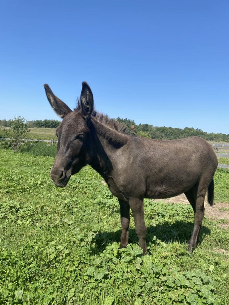 A photo of a donkey named Cayenne standing in a field at the Donkey Sanctuary of Canada.