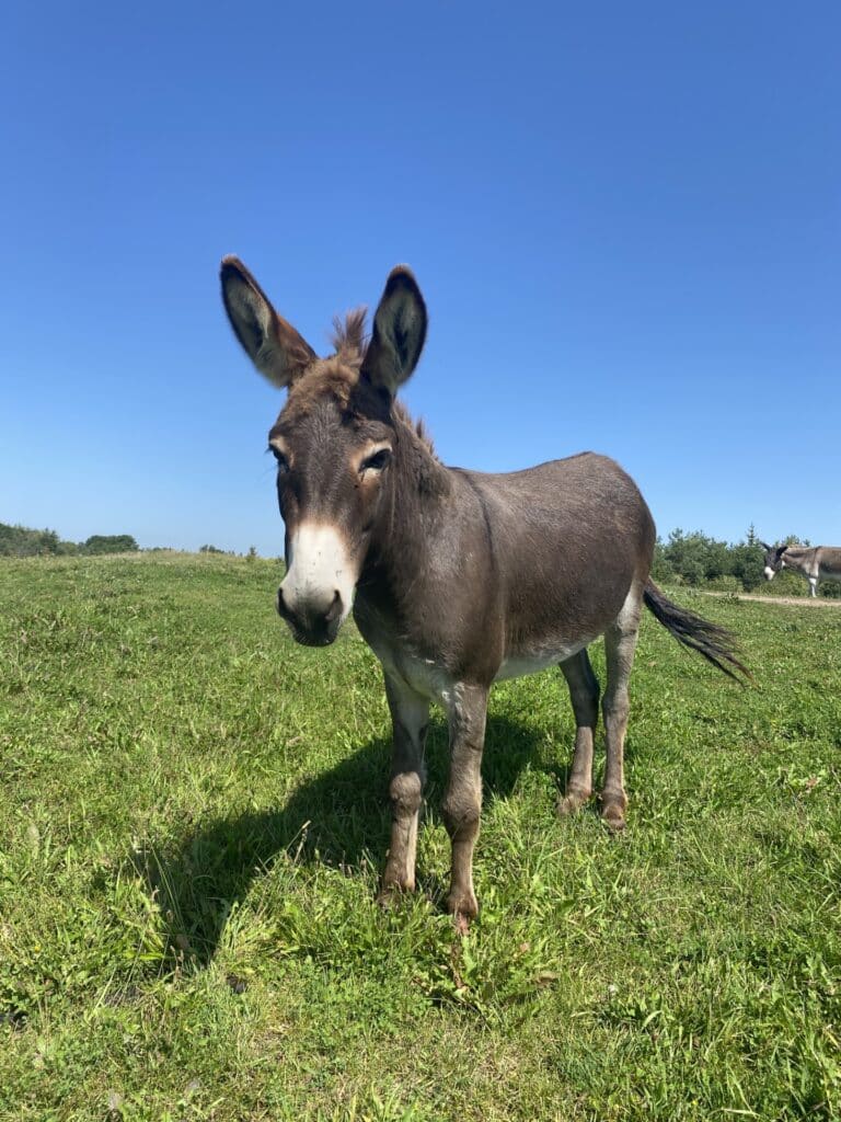 A photo of a donkey named Colby standing in a pasture at the Donkey Sanctuary of Canada.