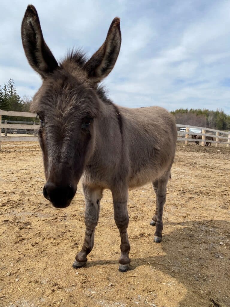 A photo of a donkey named Pepper standing in a paddock at the Donkey Sanctuary of Canada.