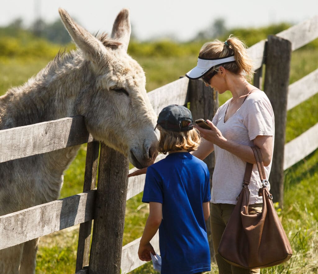 This photo shows a woman and a young boy patting a donkey over the fence at the Donkey Sanctuary of Canada