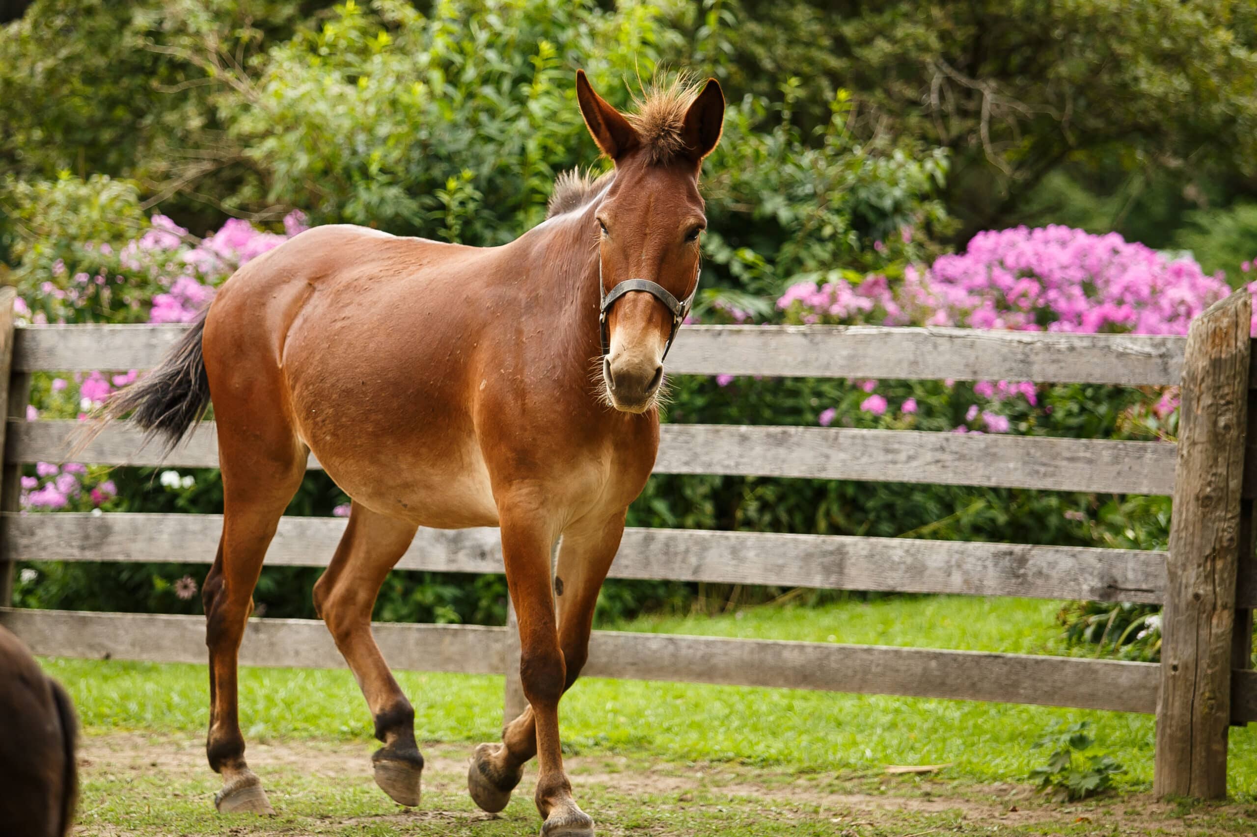 Photo of the mule Kingston, at the Donkey Sanctuary of Canada