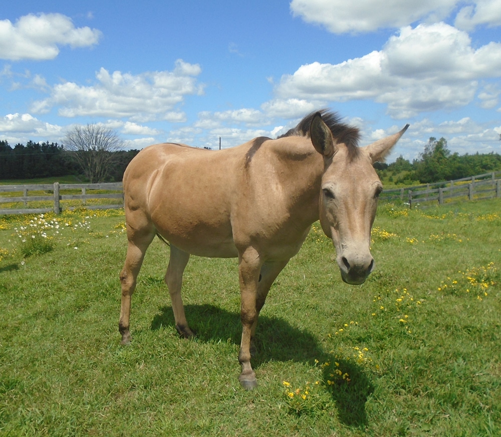 A photo of a mule named Terra, in a field at the Donkey Sanctuary of Canada