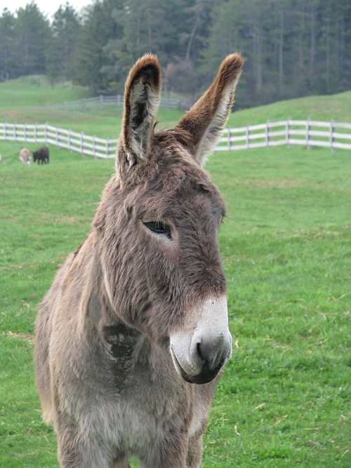 Photo of a donkey named Apollo at the Donkey Sanctuary of Canada.