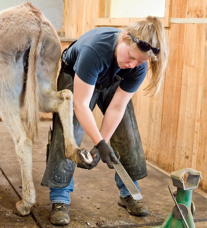 A photo of a farrier trimming a donkey's hooves at The Donkey Sanctuary of Canada