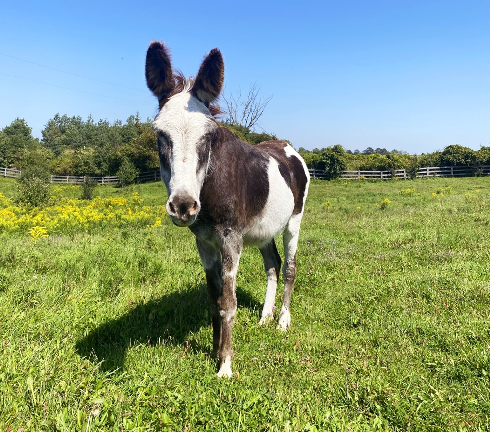 A photo of a donkey named Franco at the Donkey Sanctuary of Canada. He is standing in a field.