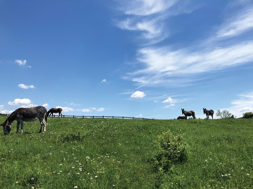 A photo of jennets (female donkeys) in a pasture at The Donkey Sanctuary of Canada