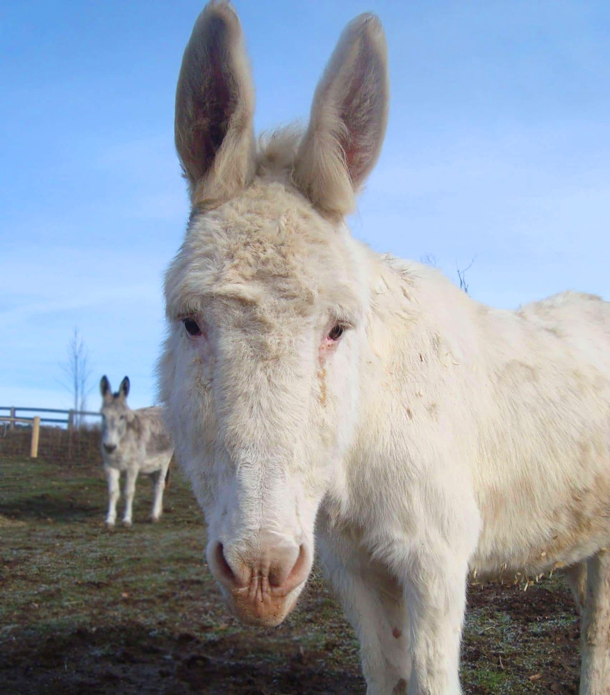 Photo of a donkey named Hollie at the Donkey Sanctuary of Canada