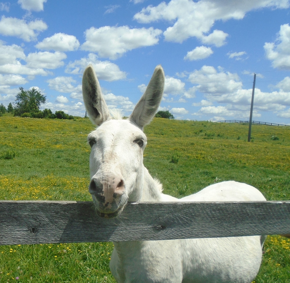 A photo of a mule named Johnny looking over a fence at the Donkey Sanctuary of Canada