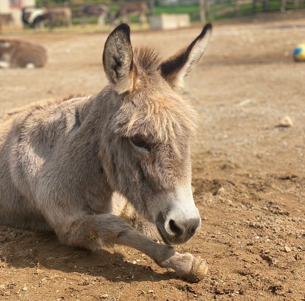 A photo of a donkey named Marci lying down in a paddock at the Donkey Sanctuary of Canada