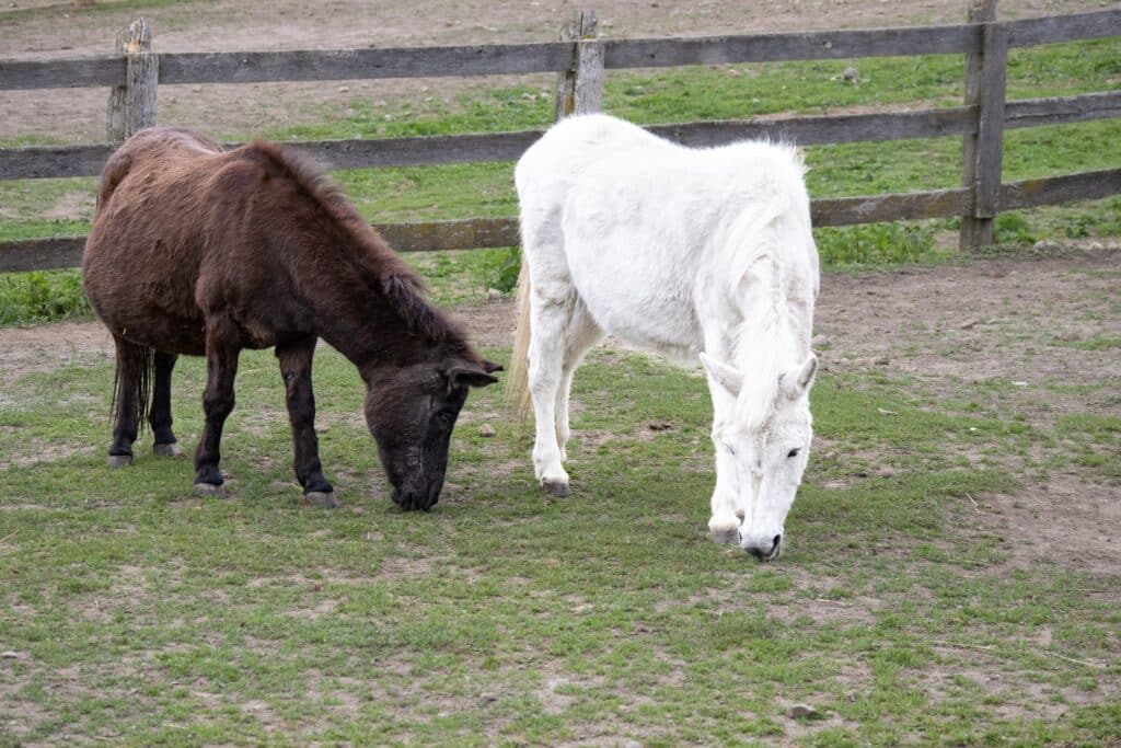 A photo of Molly and Miss J, two mules at the Donkey Sanctuary of Canada