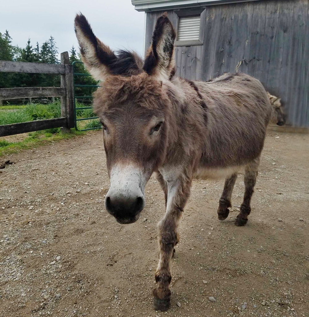 Photo of a donkey named Noah in a paddock at the Donkey Sanctuary of Canada.