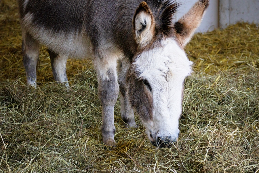 A photo of a donkey eating straw for an article about nutrition needs of donkeys