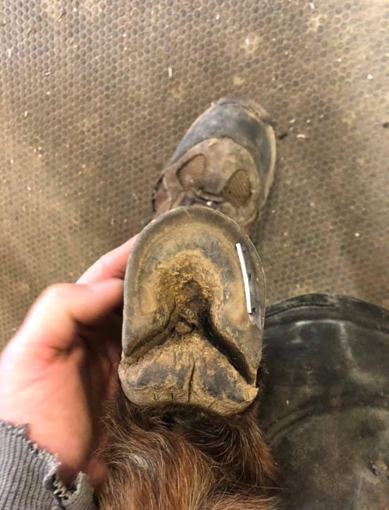 A photo of a hoof tap in a donkey's hoof