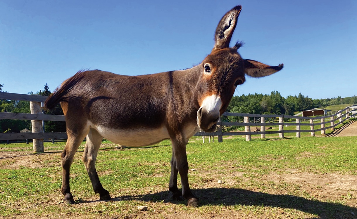 A photo of a donkey with her head tilted to the side in a green pasture at the Donkey Sanctuary of Canada