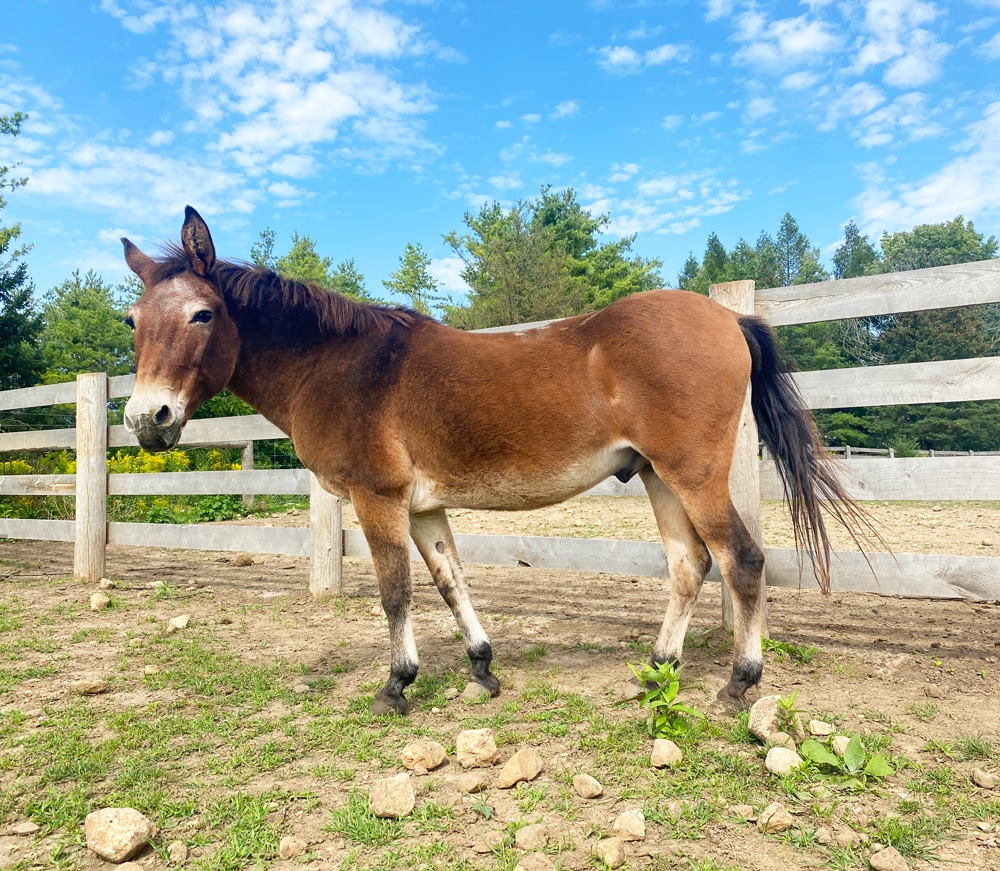 A photo of a mule named Reno in a paddock at the Donkey Sanctuary of Canada