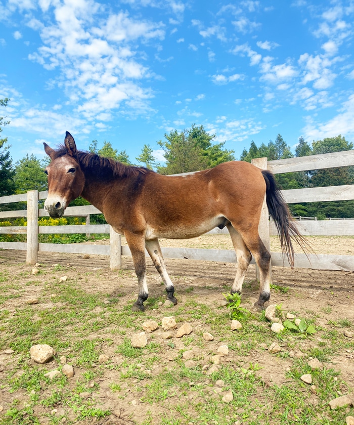 Photo of a mule named Reno in a paddock at the Donkey Sanctuary of Canada.