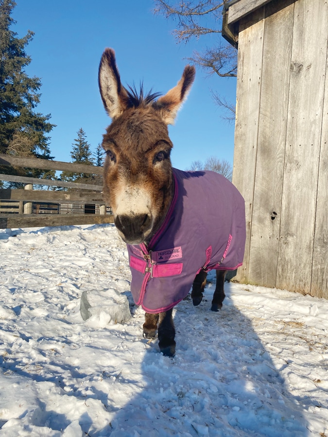 A photo of a donkey named Patrick wearing a horse blanket in winter in a paddock at the Donkey Sanctuary of Canada.