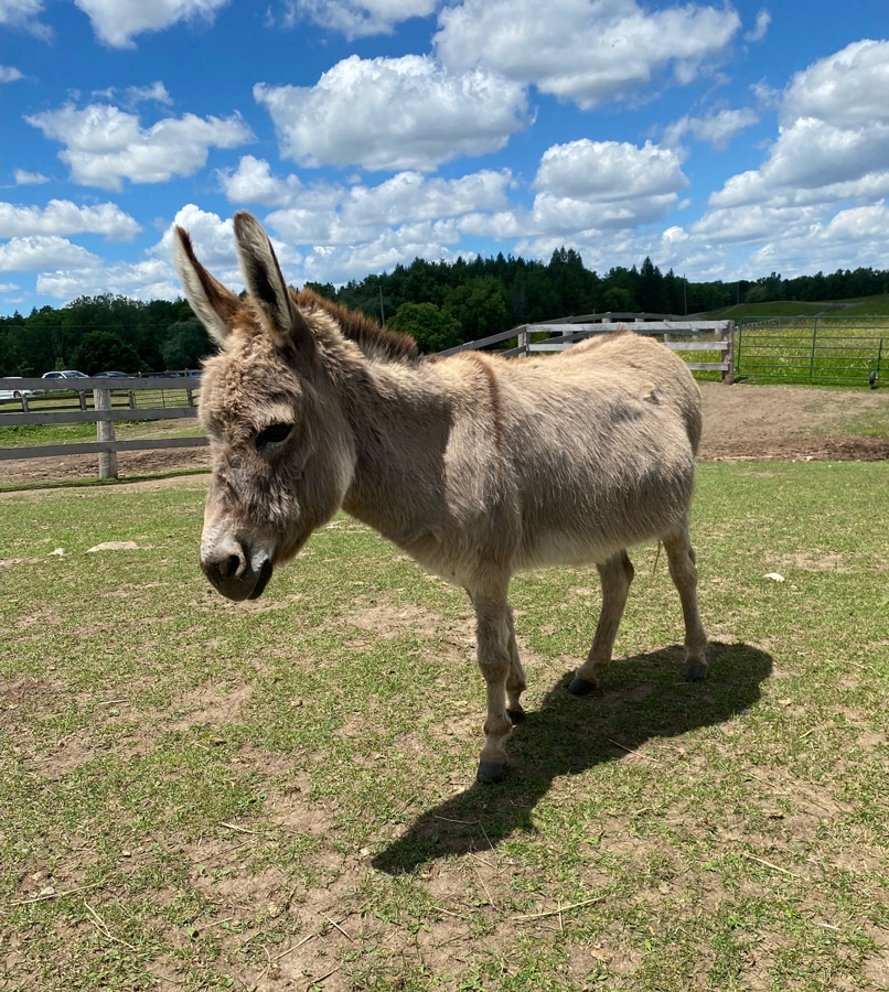 A photo of a donkey named Luna in a pasture at the Donkey Sanctuary of Canada.