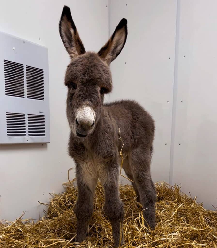 A photo of a baby donkey named Aiden in a stall at the Donkey Sanctuary of Canada.