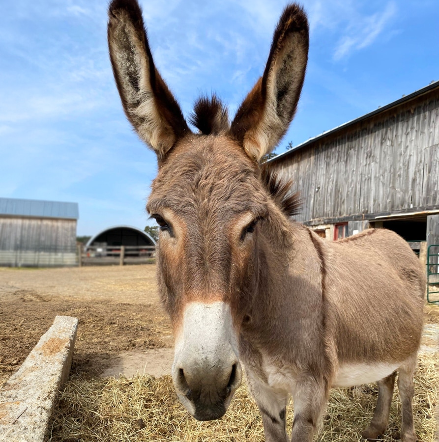 A photo of a donkey named Ariel at the Donkey Sanctuary of Canada