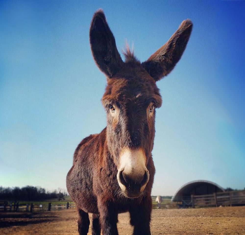 Photo of a donkey named Austin, a Standard Gelding at the Donkey Sanctuary of Canada, born in 2010.