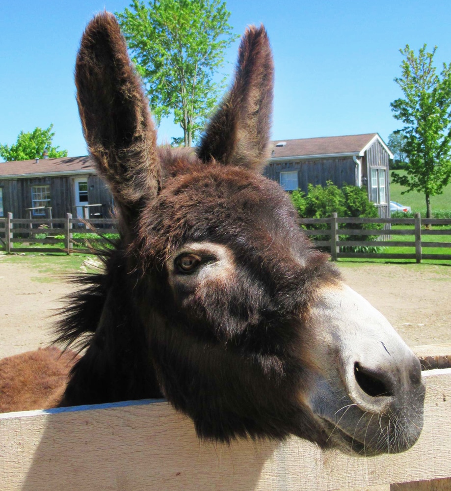 A photo of a donkey named Beans looking over a fence at the Donkey Sanctuary of Canada.