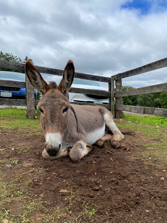 A photo of a donkey named Burrito, lying down in a paddock at the Donkey Sanctuary of Canada.