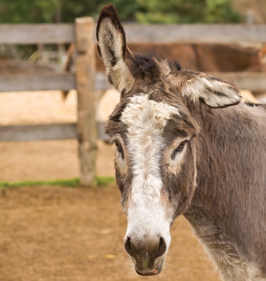 Photo of a donkey named Cargo in a paddock at the Donkey Sanctuary of Canada.