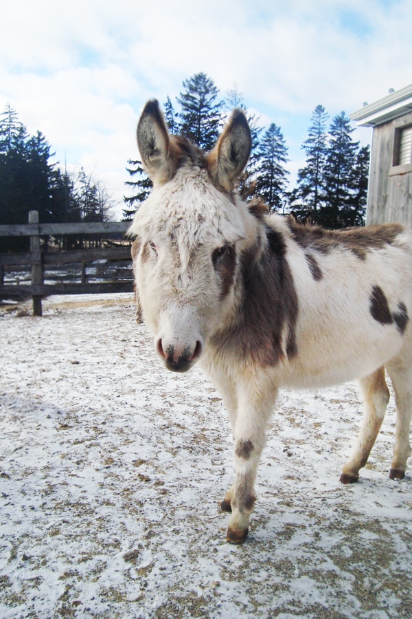 Photo of a donkey named Carling in a paddock in winter at the Donkey Sanctuary of Canada.