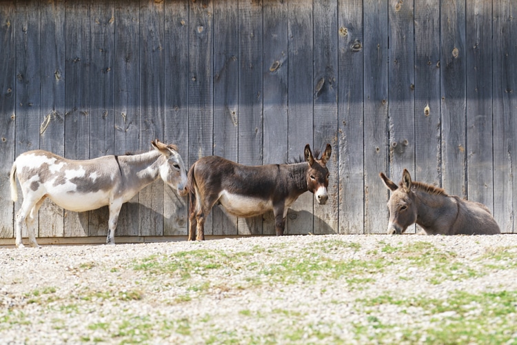 A photo of three donkeys hanging out together near a barn at the Donkey Sanctuary of Canada, demonstrating the need for companionshihp