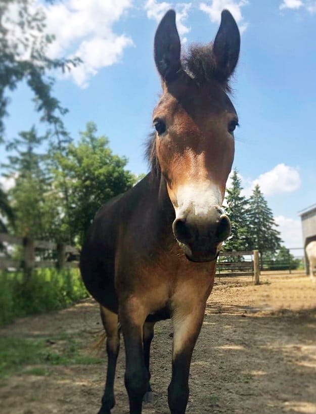 A photo of a hinny named Carrie at the Donkey Sanctuary of Canada.