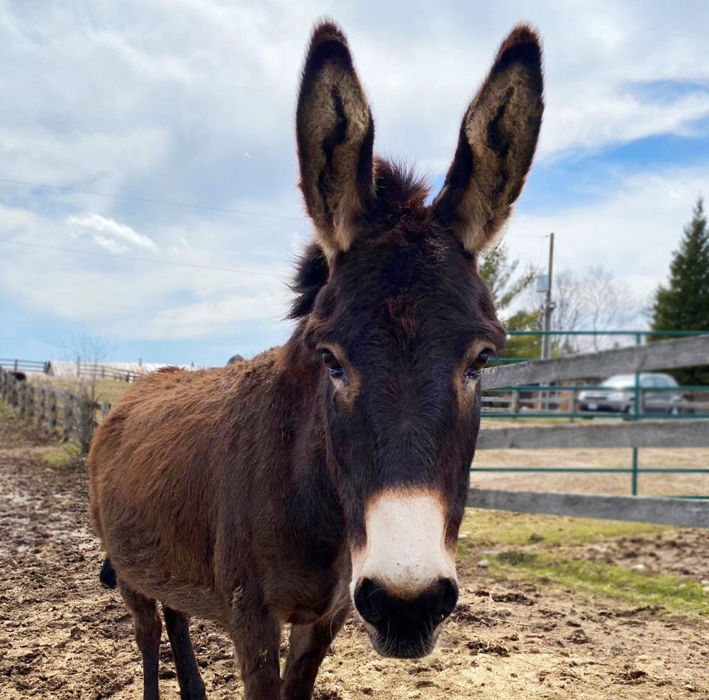 A photo of a donkey named Chai standing in a paddock at the Donkey Sanctuary of Canada.