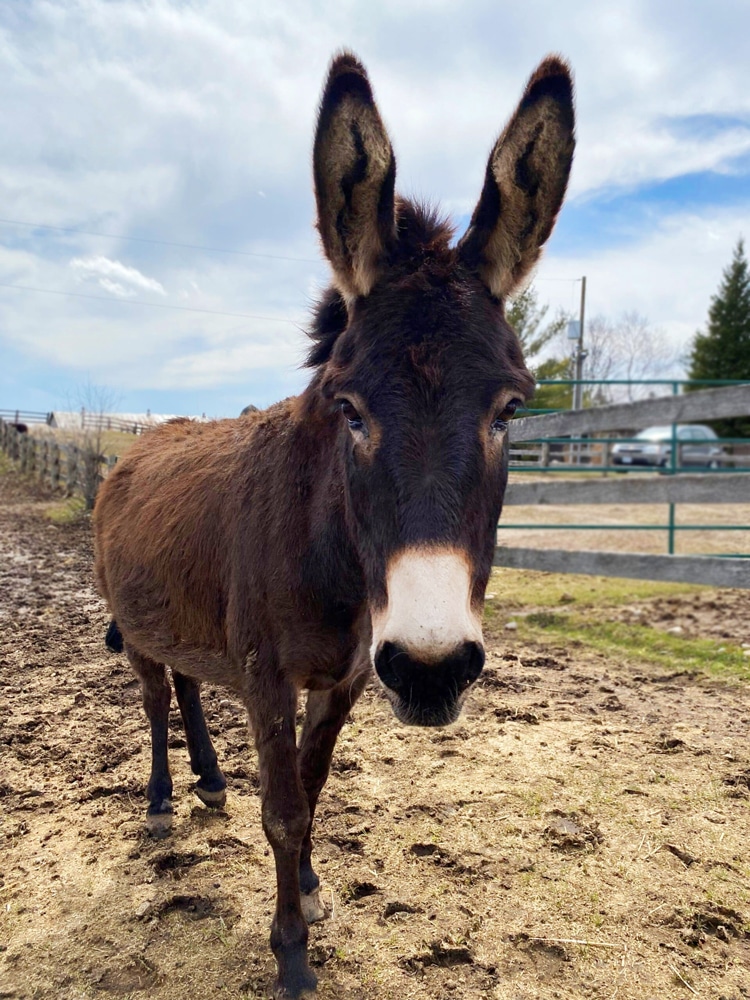 A photo of a donkey named Chai standing in a paddock at the Donkey Sanctuary of Canada.