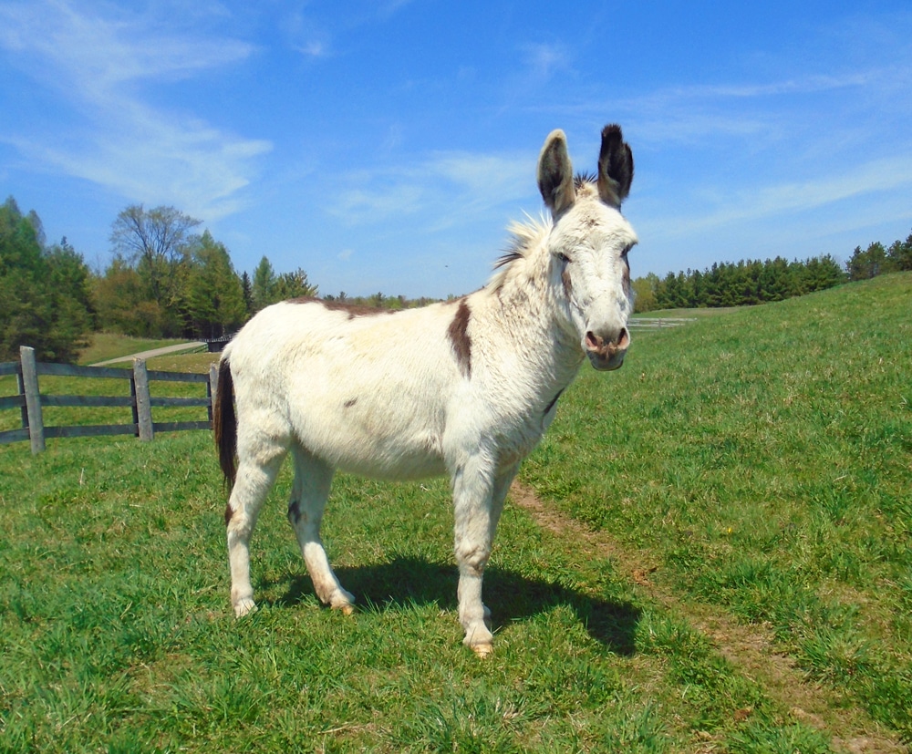 Photo of a donkey named Chaplin in a pasture at the Donkey Sanctuary of Canada.