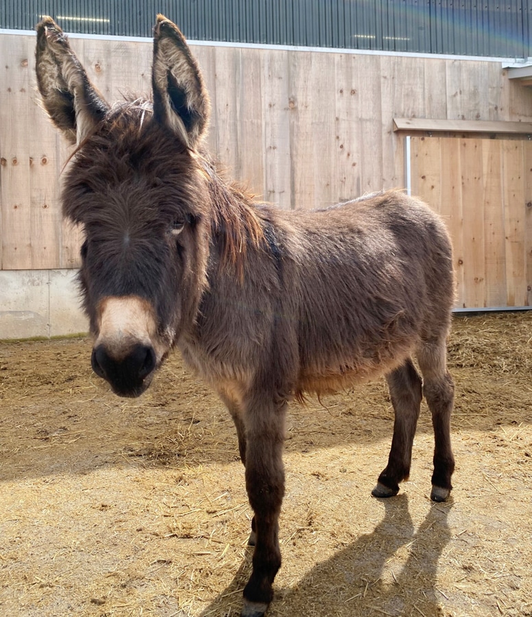 A photo of a donkey named Chili in a barn at the Donkey Sanctuary of Canada.