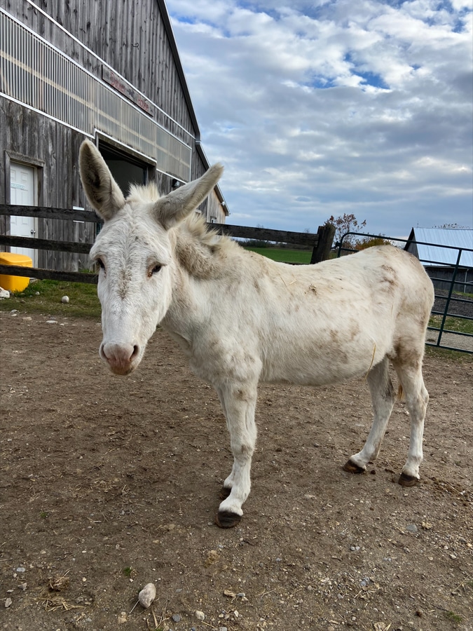 Photo of a donkey named Cotton in a paddock near the Donkey House at the Donkey Sanctuary of Canada.