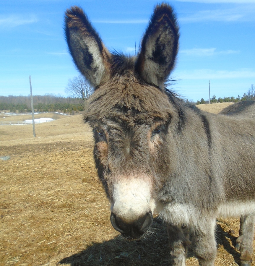 Photo of a donkey named Curly Sam in a paddock at the Donkey Sanctuary of Canada.