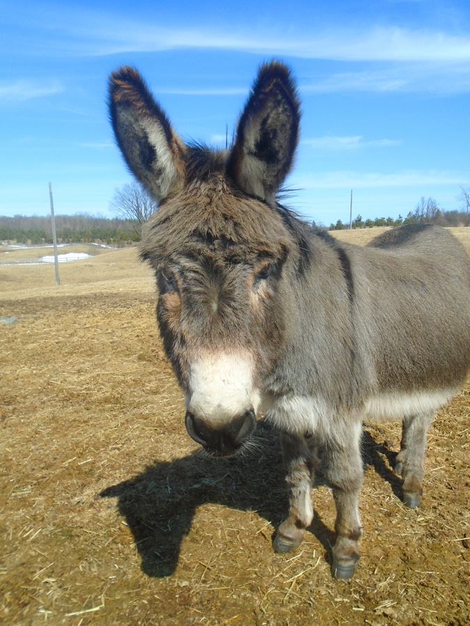 Photo of a donkey named Curly Sam in a paddock at the Donkey Sanctuary of Canada.