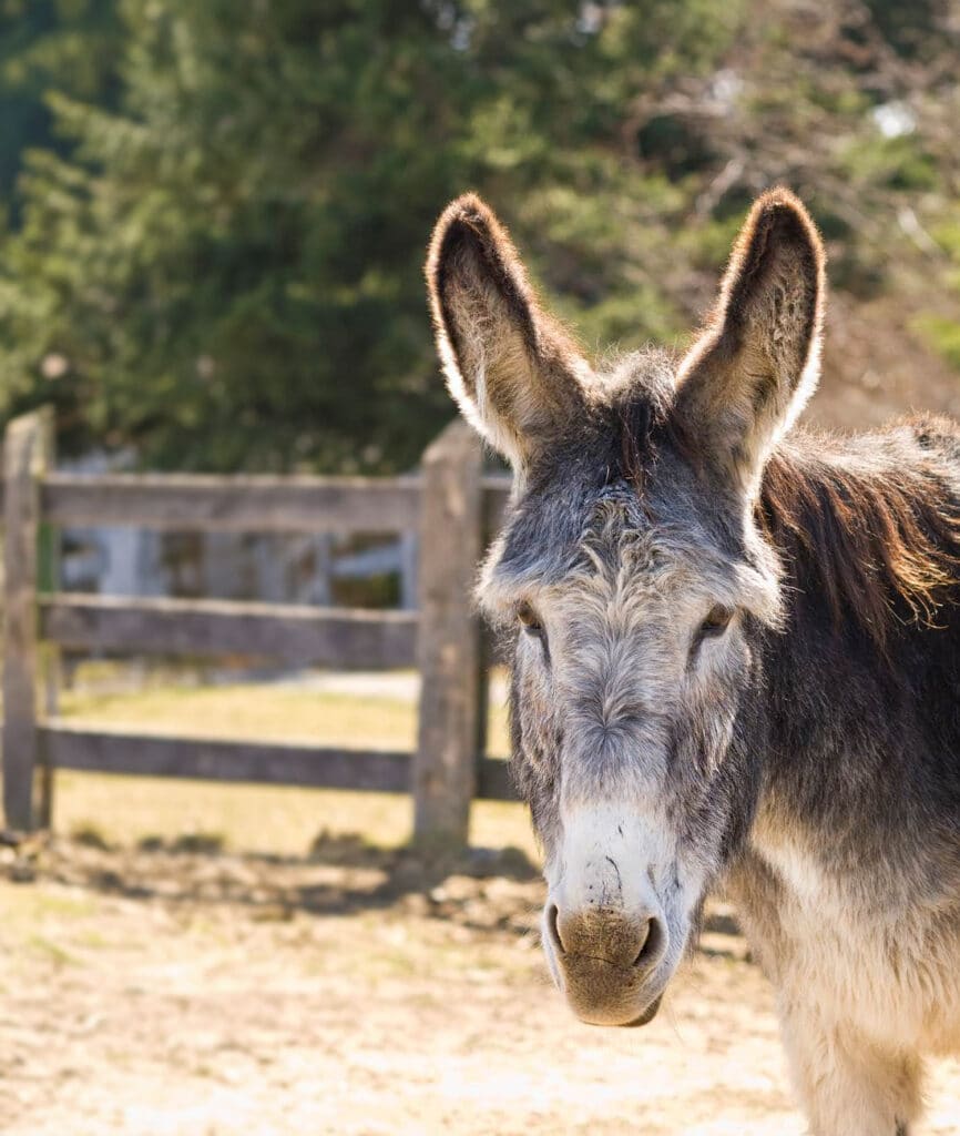 A photo of a donkey named Daisy at the Donkey Sanctuary of Canada