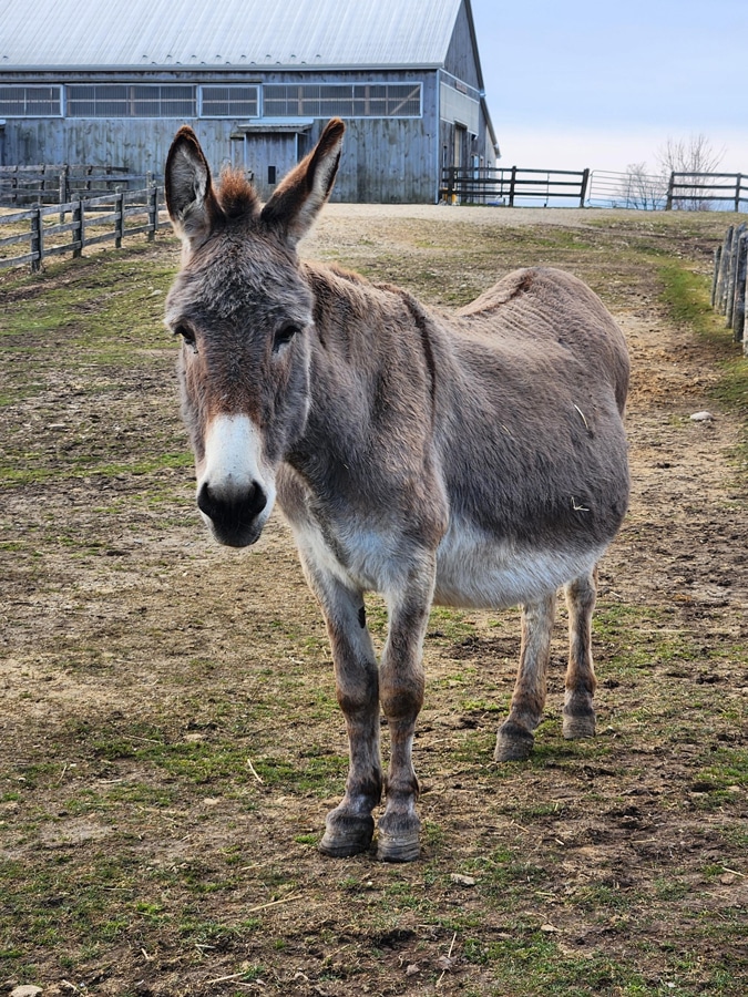 Photo of a donkey named Delilah at the Donkey Sanctuary of Canada.