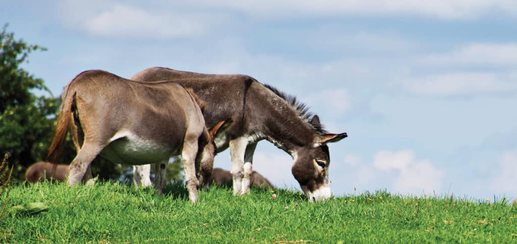 An image of donkeys grazing in a pasture at The Donkey Sanctuary of Canada to illustrate the page called Donkey Care