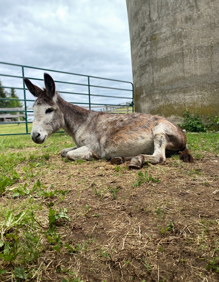 Photo of a donkey named Duke lying down in a paddock at the Donkey Sanctuary of Canada.