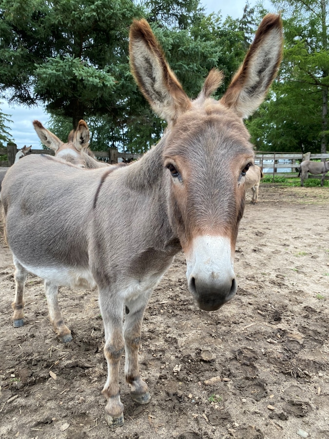 A photo of a donkey named Fonzi in a paddock at the Donkey Sanctuary of Canada. Fonzi now lives at a Host Farm.